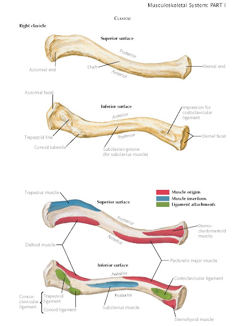 CLAVICLE