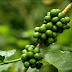 Serpihan Kisah Kopi Monsun India (Monsooned Coffee)