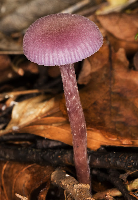 Laccaria amethystina, Amethyst Deceiver.  Keston Common, 27 September 2015.