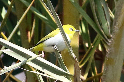 "Indian White-eye - Zosterops palpebrosus,resident perched datepalm tree."