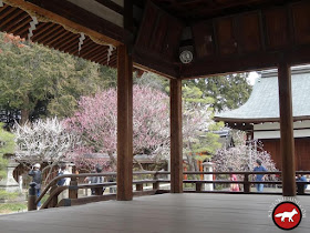 Temple umenomiya de Kyoto