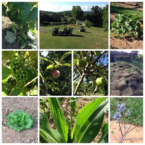 The crops are growing!