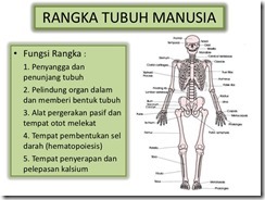 PENGERTIAN FUNGSI STRUKTUR DAN MACAM MACAM JENIS SISTEM 