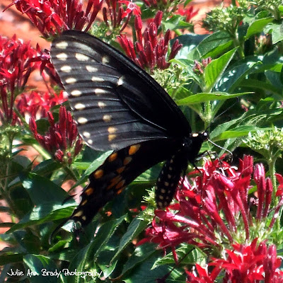 Eastern Black Swallowtail Butterfly