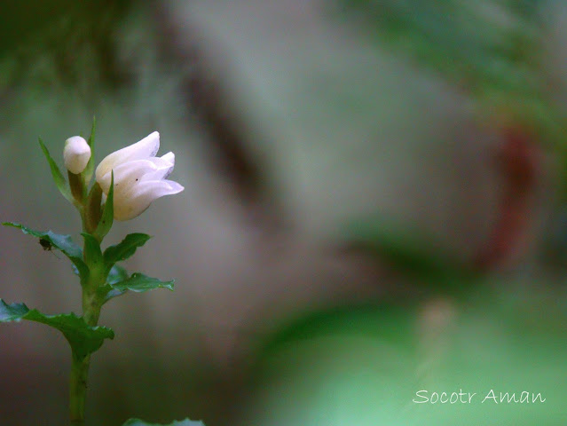 Goodyera foliosa