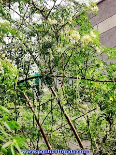 Moringa Plant with Flowers and bud hd image download
