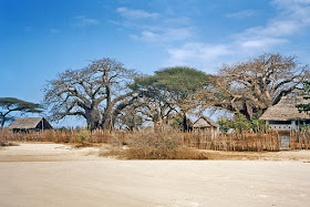Une plage déserte avec des baobabs dans l'archipel de Lamu