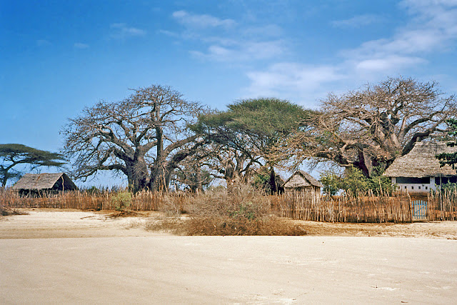 Une plage déserte avec des baobabs dans l'archipel de Lamu