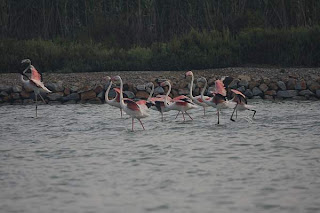 flamencos