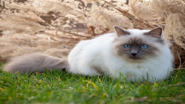 Birman