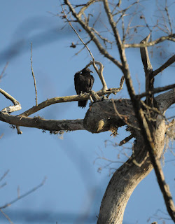 Black Vulture at Audubon's Francis Beidler Forest by Mark Musselman