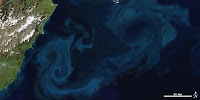 With the right mix of nutrients, phytoplankton grow quickly, creating blooms visible from space. This image, created from MODIS data, shows a phytoplankton bloom off New Zealand. (Credit: Robert Simmon and Jesse Allen/NASA) Click to Enlarge.