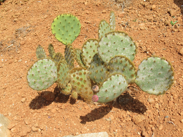 Botanicactus Botanischer Garten Mallorca