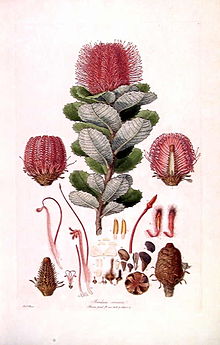 Botanical_Illustrations