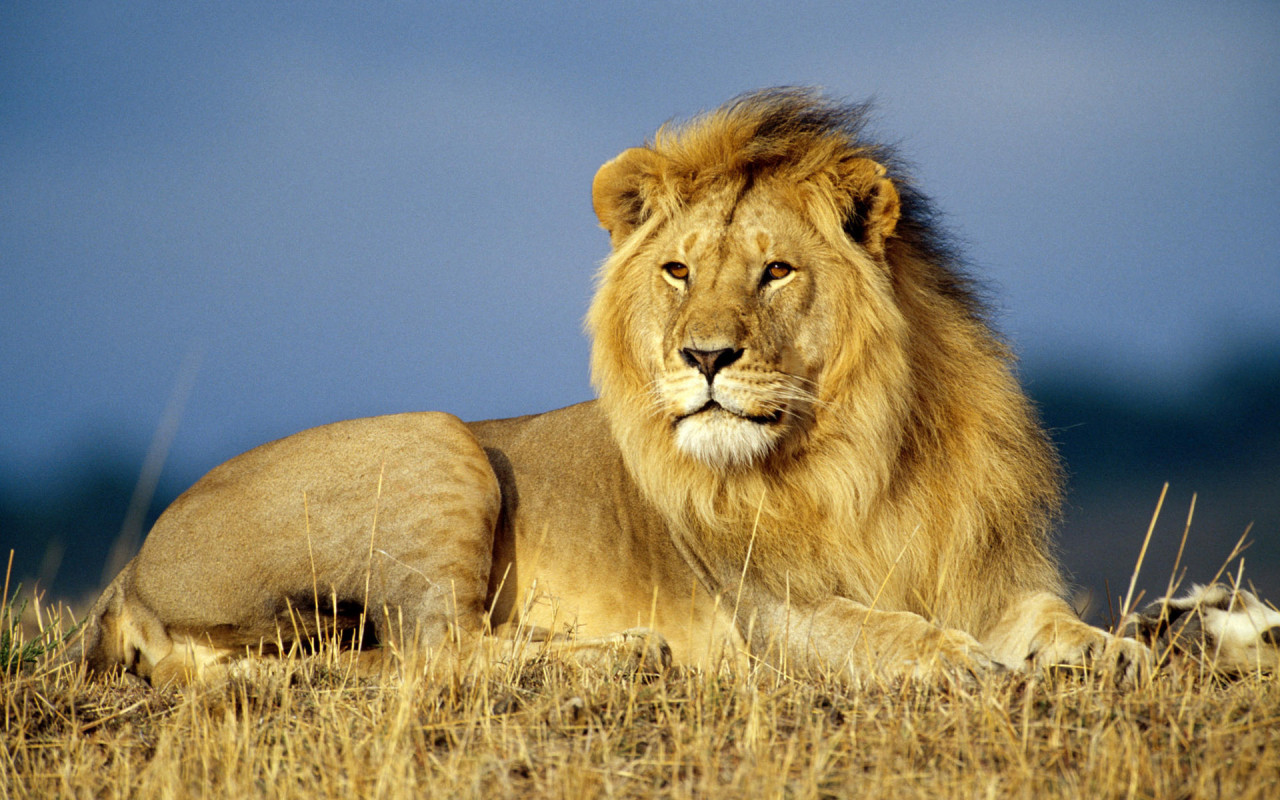 Animals Zoo Park: Lions Roaring Pics, Roaring Lion 