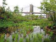 A small oasis in Brooklyn Bridge Park. Photo by MK Metz (brooklyn bridge park water mkmetz)