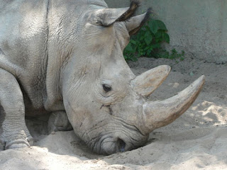 rhinoceros