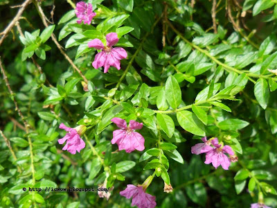Mexican Heather - Cuphea hyssopifolia