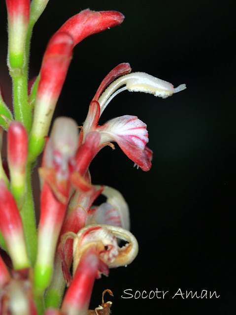 Alpinia japonica