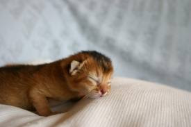 Abyssinian Kittens