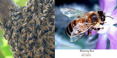 HOW HONEY BEE PROTECT FROM OTHERS? 2023