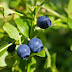 Bilberry - Vaccinium myrtillus