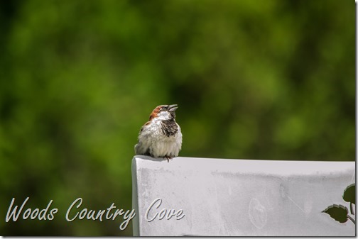 JUNE 2016 (20 of 52)