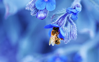 Bee Wallpapers