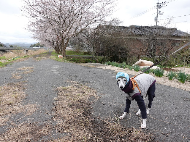 鳥取県西伯郡南部町天萬　小松谷川　近所の人が犬の散歩に来ておられました