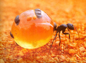 Honeypotant Photo