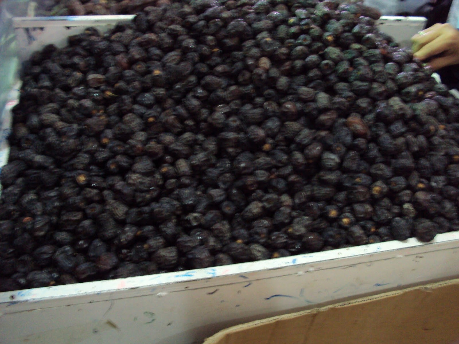 selangor Ajwa  Kurma ajwa kurma