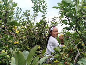 petik apel di kebun, kebun petik apel Mandiri