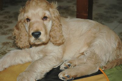 Pictures of American Cocker Spaniel