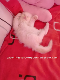 kucing cute lagi tidur