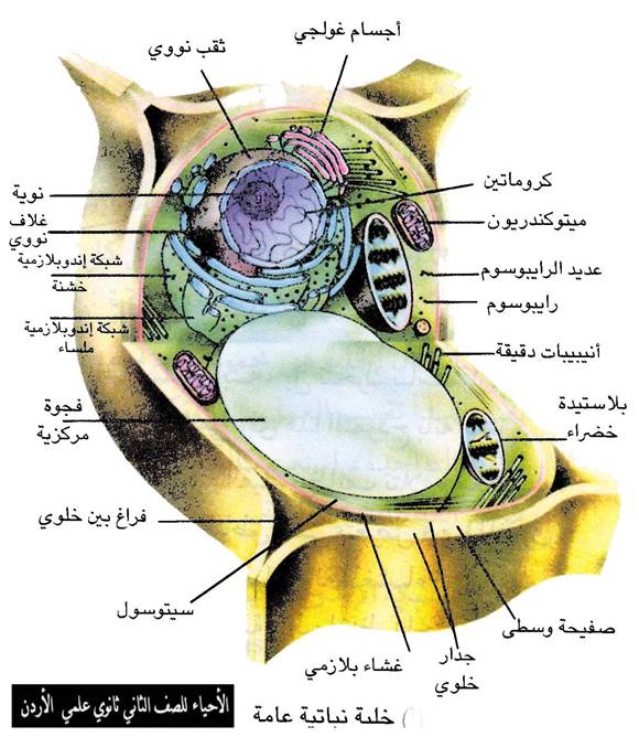 جعلونى مهندسا زراعيا الفرق بين الخلية النباتية والحيوانية