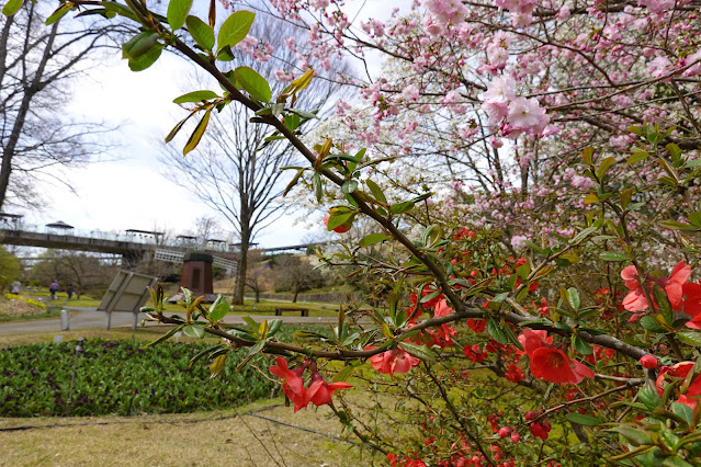 鳥取県西伯郡南部町鶴田 とっとり花回廊 花の谷