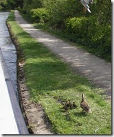 Ducks