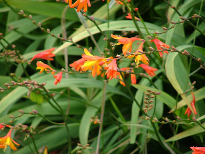 Garden Flowers