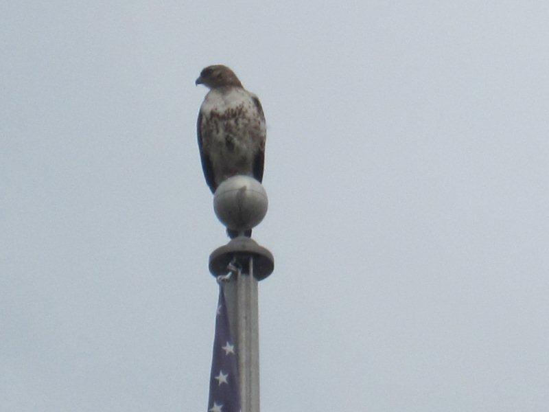 flagpole sitting. and was sitting as still