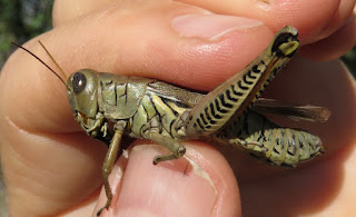 Melanoplus differentialis, Differential Grasshopper