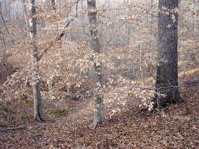 Fagus grandifolia: Retention of lower branches with winter persistent foliage