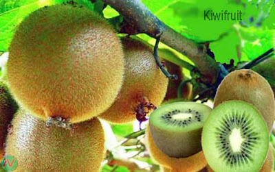 kiwifruit