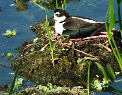 Black-necked Stilt (Himantopus mexicanus)