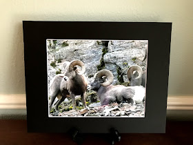 Rocky Mountain Bighorn Sheep