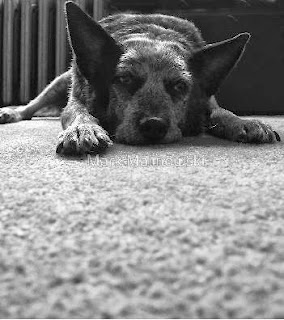 My Pup black and white photograph