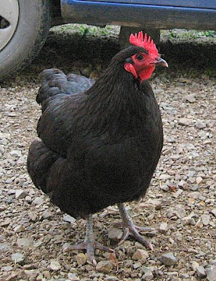 chicken breeds and pictures. Mad Bush Farm: Chicken Breeds