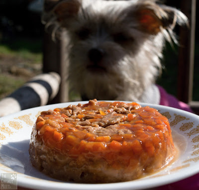 Bailey looking at the Wellness TruFood Tasty Pairings with Chicken, Carrots & Duck wet dog food