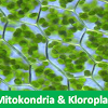 Apa Itu Mitokondria, Kloroplas, Persamaan Dan Perbedaannya