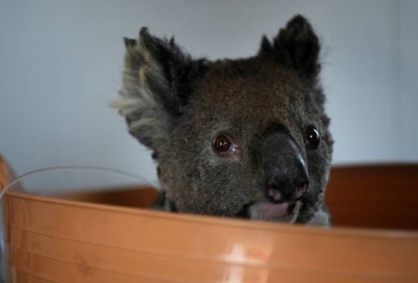 Lebih 60,000 koala terbunuh, cedera dalam bencana kebakaran Australia - WWF