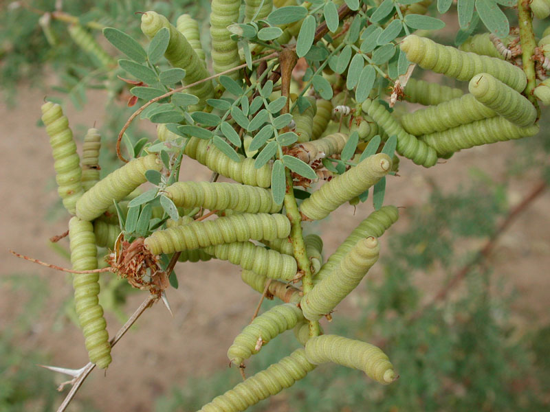 Прозопис опушённый (Prosopis pubescens, =Strombocarpa pubescens)